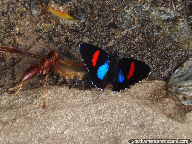 Un avispón cerca de una mariposa hermosa en Parque Nacional Ybycui. (640x480px). Paraguay, Sudamerica.