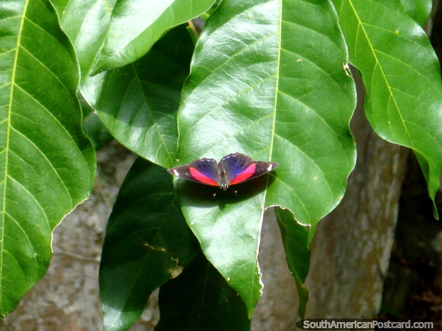 Borboleta colorida em uma folha em parque nacional Ybycui. (640x480px). Paraguai, América do Sul.