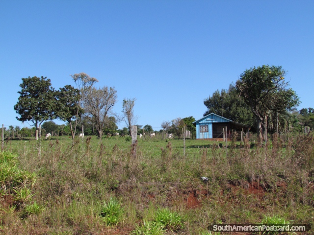 Uma pequena casa azul e vacas em uma fazenda entre Trinidad e Jesus, Encarnacion. (640x480px). Paraguai, Amrica do Sul.