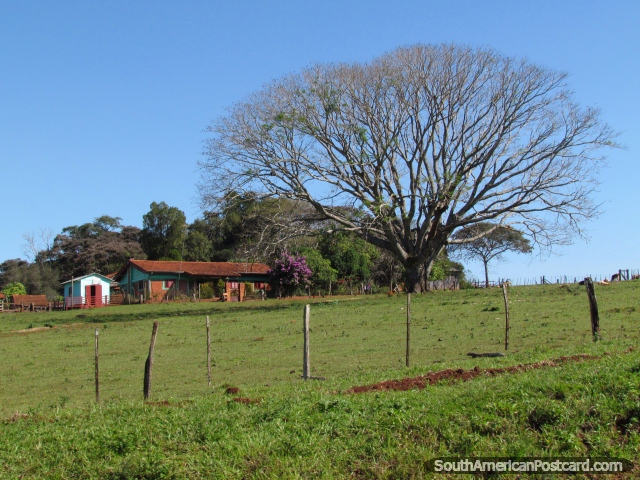 Uma enorme rvore e uma casa da fazenda em terra entre Trinidad e Jesus, Encarnacion. (640x480px). Paraguai, Amrica do Sul.