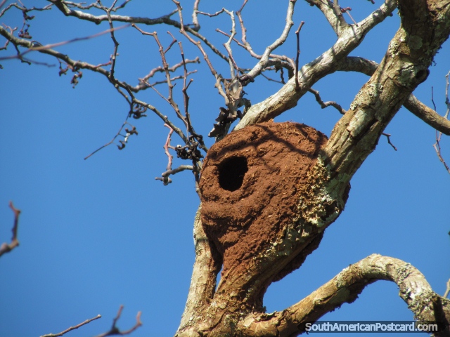 Um ninho de pássaros redondo de lama de barro em uma árvore em Jesus. (640x480px). Paraguai, América do Sul.