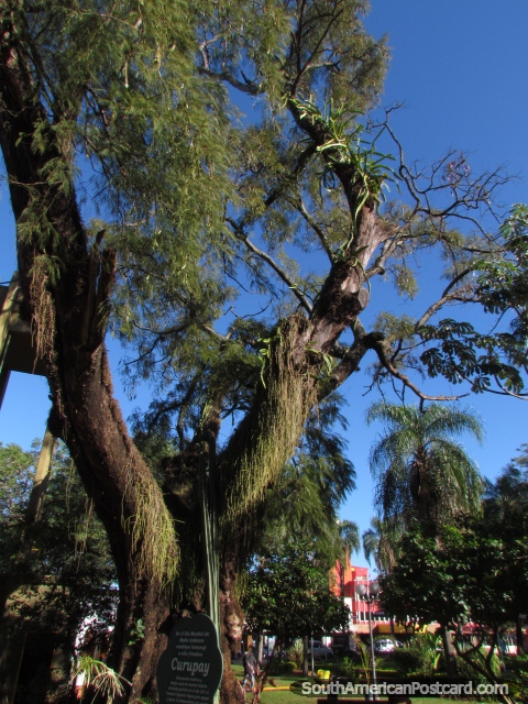Curupay tree monument at Plaza de Armas in Encarnacion. (480x640px). Paraguay, South America.