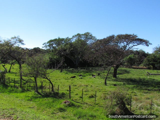 Zona rural paraguaia verde e rvores, entre Encarnacion e Coronel Bogado. (640x480px). Paraguai, Amrica do Sul.