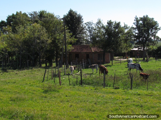 Una pequea casa de campo y granja con ganado entre el General Delgado y Santa Rosa. (640x480px). Paraguay, Sudamerica.