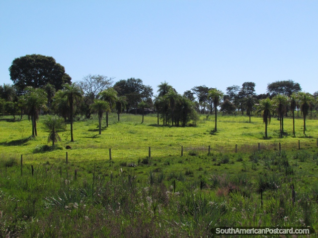 Bela terra de cultivo e propriedades com palmeiras entre Santa Rosa e San Ignacio. (640x480px). Paraguai, Amrica do Sul.