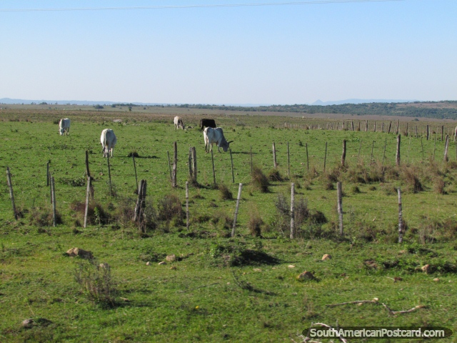 Cattle graze in a field between Caapucu and Quiindy. (640x480px). Paraguay, South America.