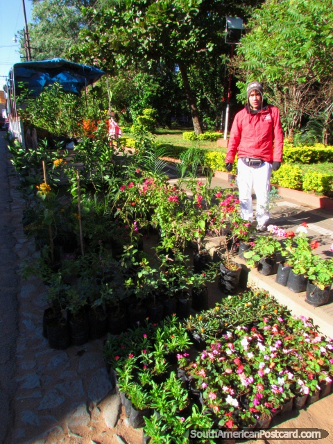 El hombre descarga plantas del pote y flores de un camin en Paraguari. (480x640px). Paraguay, Sudamerica.