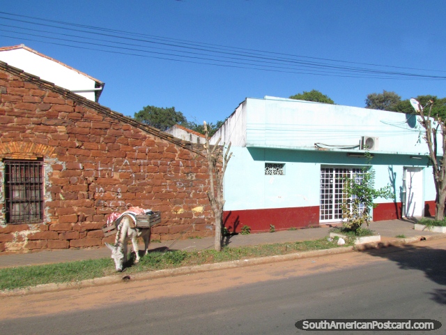 O burro come a grama na margem de estrada em Paraguari. (640x480px). Paraguai, América do Sul.
