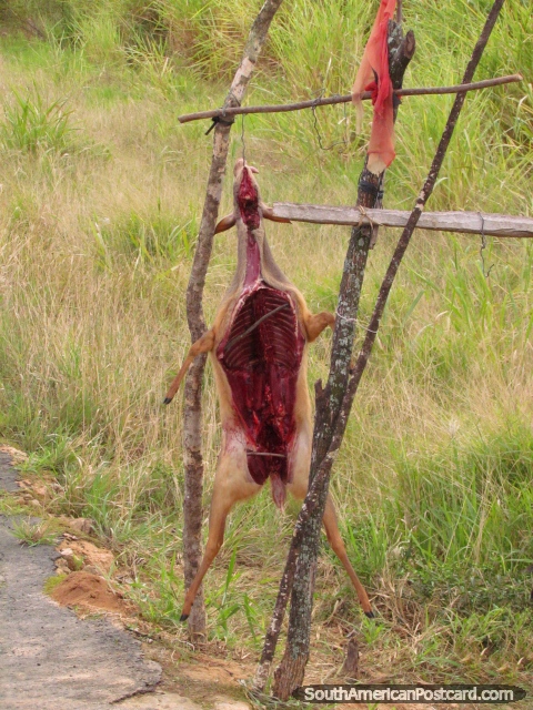 Carne de la cabra para venta en el borde del camino en Gran Chaco. (480x640px). Paraguay, Sudamerica.
