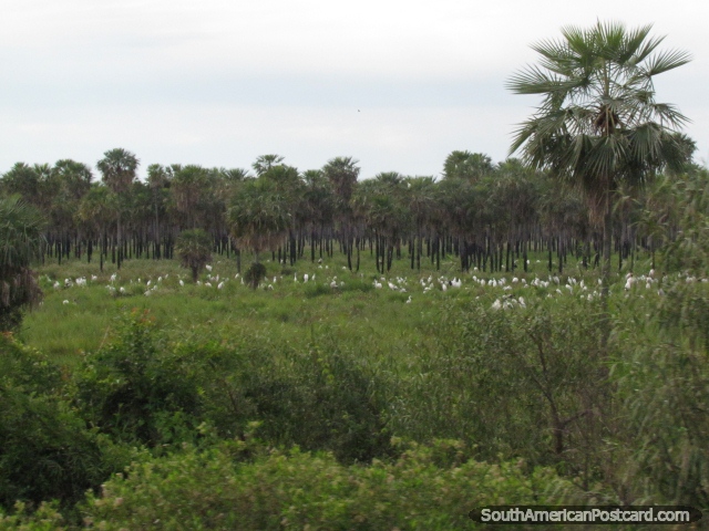 100 de Jabiru Cigeas en un campo en el Gran Chaco. (640x480px). Paraguay, Sudamerica.
