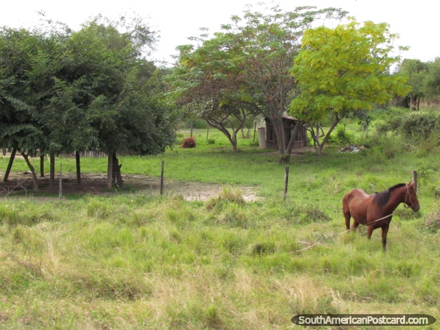 Un caballo marrn por una granja en Gran Chaco. (640x480px). Paraguay, Sudamerica.