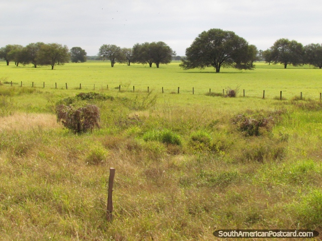 Um campo verde-vivo chato com rvores em Gran Chaco. (640x480px). Paraguai, Amrica do Sul.