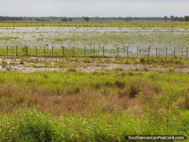 Campos cubiertos de hierba mojados por una granja en Gran Chaco. (640x480px). Paraguay, Sudamerica.