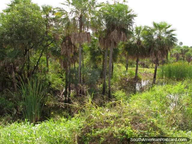 Viso de rvores, canas e rea alagada em Gran Chaco. (640x480px). Paraguai, Amrica do Sul.