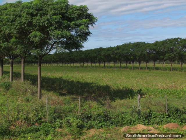 Filas directas de árboles y campos en Gran Chaco, al sur de Filadelfia. (640x480px). Paraguay, Sudamerica.