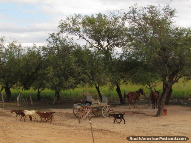 Um par de cavalos, cabras e uma carreta em uma propriedade em Gran Chaco. (640x480px). Paraguai, América do Sul.