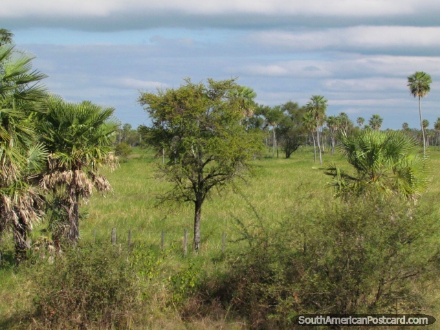 Greenlands e rvores junto da Estrada de Transporte-Chaco. (640x480px). Paraguai, Amrica do Sul.