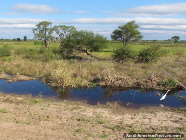Verá muchas Cigüeñas blancas viajando a través de Gran Chaco. (640x480px). Paraguay, Sudamerica.
