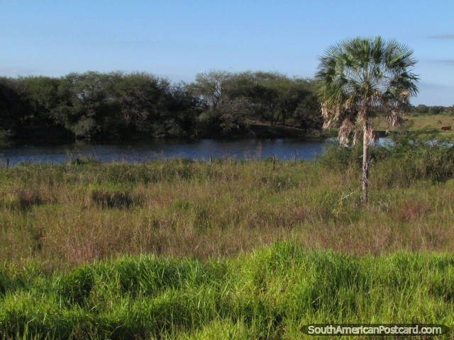 Fan-shaped palm tree and small river, Gran Chaco. (640x480px). Paraguay, South America.