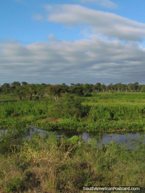 Tierras verdes hermoso a través del agua cerca de Mondelindo, Gran Chaco. (480x640px). Paraguay, Sudamerica.