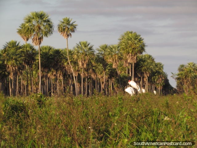 Cigeas de Jabiru y palmeras en Gran Chaco. (640x480px). Paraguay, Sudamerica.