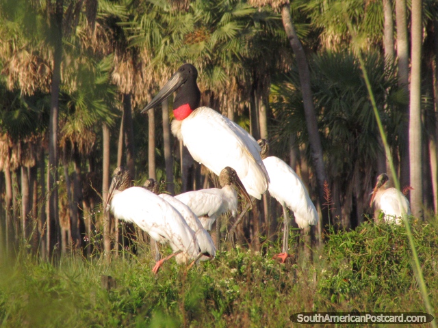 A massive Jabiru Stork with a group of younger ones near Mondelindo, Gran Chaco. (640x480px). Paraguay, South America.