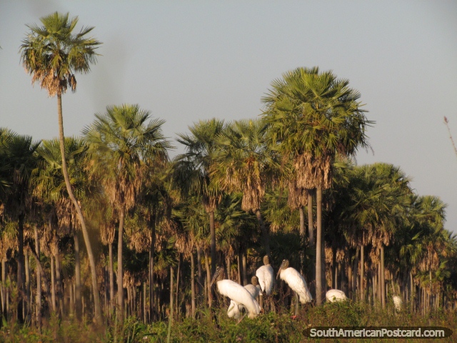 Un grupo de Cigüeñas Jabiru jóvenes en una área remota en Gran Chaco. (640x480px). Paraguay, Sudamerica.
