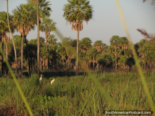 Entre los pantanos cubiertos de hierba que miran Cigeas de Jabiru, Gran Chaco. (640x480px). Paraguay, Sudamerica.