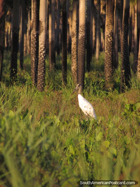 A young Jabiru Stork in the grass near Mondelindo in the Gran Chaco. (480x640px). Paraguay, South America.