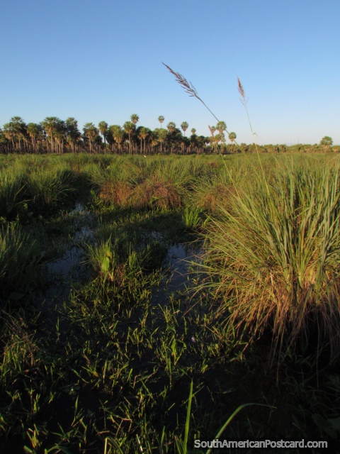 Anduve en estos pantanos para encontrar Cigeas Jabiru, al sur de Mondelindo. (480x640px). Paraguay, Sudamerica.