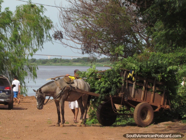 Um homem carrega o seu cavalo e carreta com reduções de árvore perto do rio em Concepcion. (640x480px). Paraguai, América do Sul.