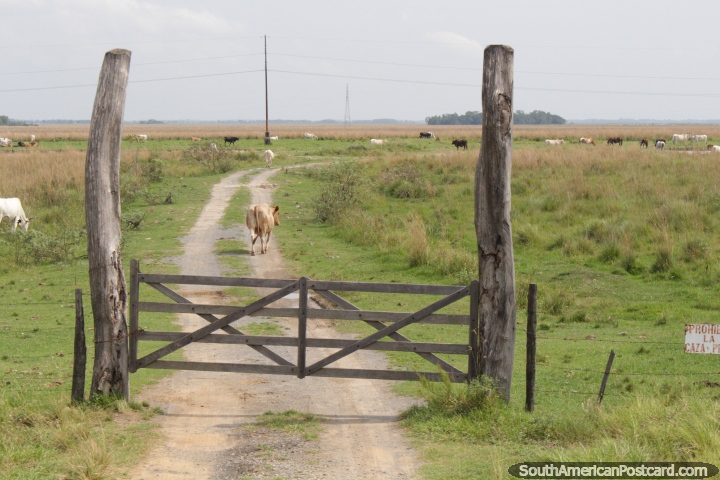 Es una vida de vacas en el campo del Paraguay. (720x480px). Paraguay, Sudamerica.