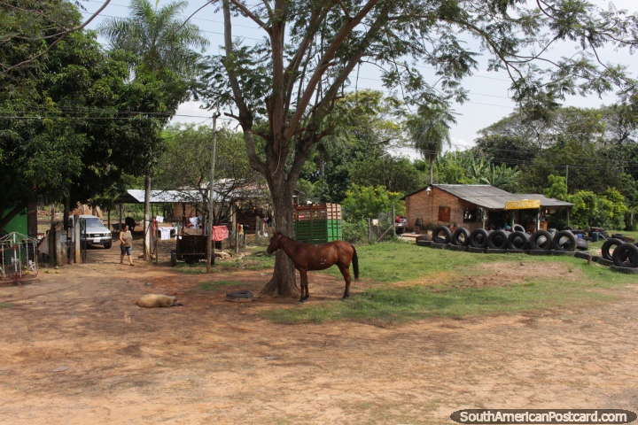 Cavalo e ovelhas do lado de fora de uma casa junto de uma loja de pneumtico entre Oviedo e Mbocayaty. (720x480px). Paraguai, Amrica do Sul.