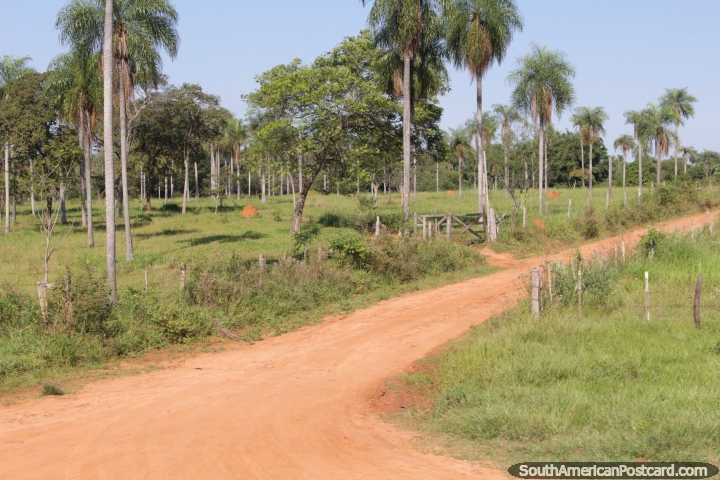 Um mar de palmeiras com formigueiros espalhou-se entre eles, entre Villarrica e Oviedo. (720x480px). Paraguai, Amrica do Sul.