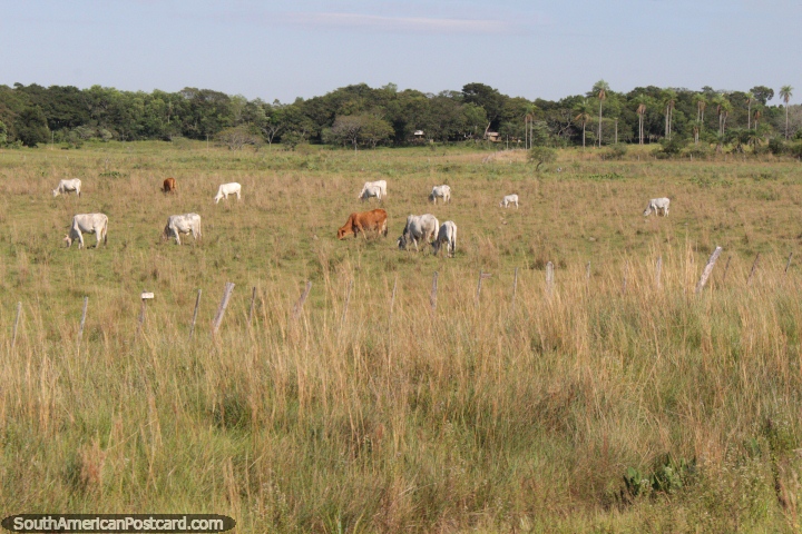 Cows graze happily and have a lot of space in the Paraguayan countryside north of Villarrica. (720x480px). Paraguay, South America.