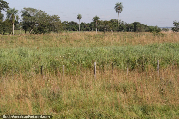 Prado vaco de hierba y algunas palmeras, al sur de Coronel Oviedo. (720x480px). Paraguay, Sudamerica.