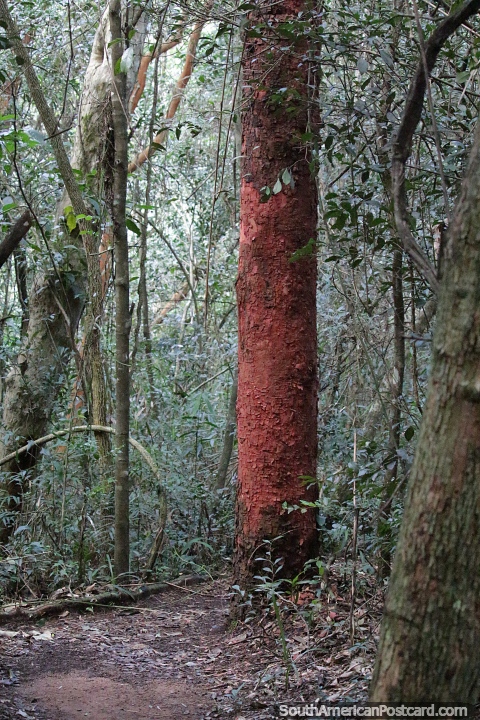 Eucalyptus robusta, red tree trunk in the forest at Ybycui National Park. (480x720px). Paraguay, South America.