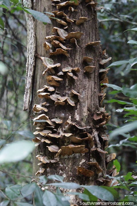 Fungo vivendo em um tronco de rvore na floresta do Parque Nacional Ybycui. (480x720px). Paraguai, Amrica do Sul.