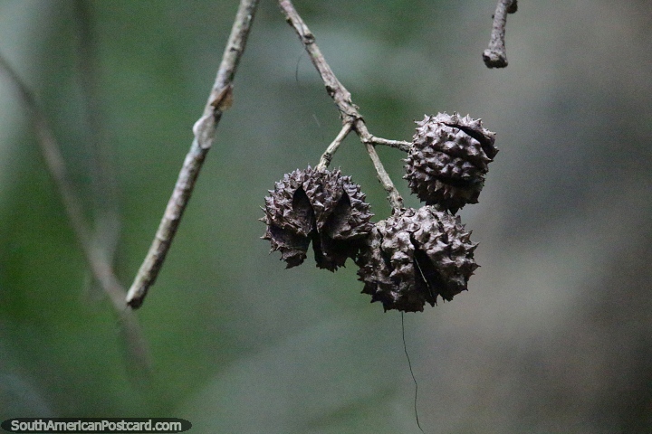 Altingiaceae, vagens afiadas de uma planta com flores no Parque Nacional Ybycui. (720x480px). Paraguai, Amrica do Sul.