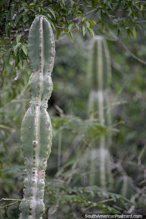 Cactos nas florestas do Parque Nacional Ybycui. (480x720px). Paraguai, Amrica do Sul.