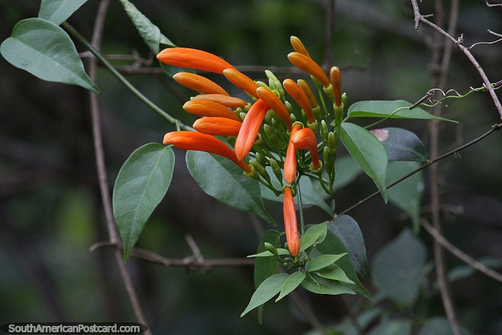 Pyrostegia venusta, vid de llama o vid de trompeta naranja, flor en el Parque Nacional Ybycui. (720x480px). Paraguay, Sudamerica.