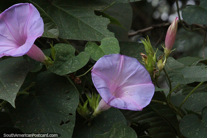Japanese morning glory, purple flowering plant at Ybycui National Park. (720x480px). Paraguay, South America.