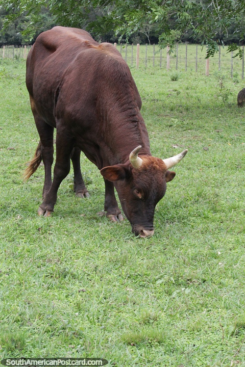 Brown cow eats grass in Ybycui. (480x720px). Paraguay, South America.