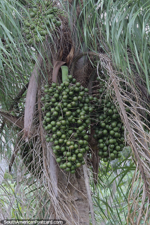 Palmeira Rainha com milhares de frutos no Parque Nacional Ybycui. (480x720px). Paraguai, Amrica do Sul.