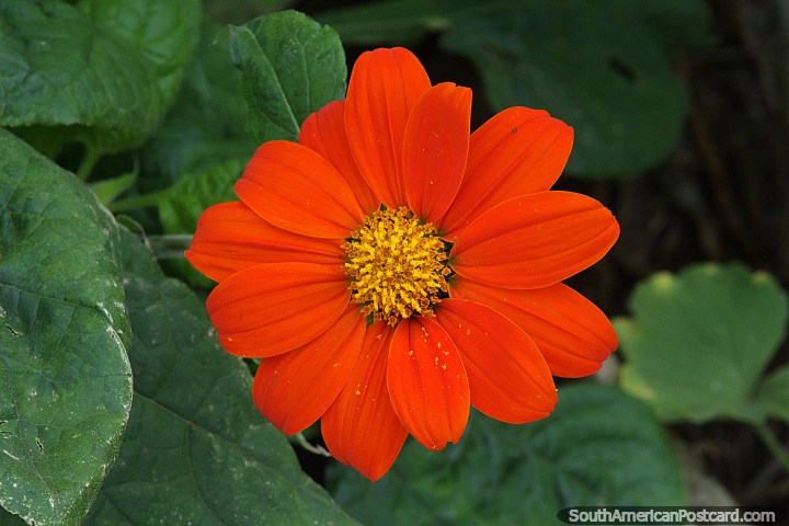 Mexican sunflower, orange and yellow flower at Ybycui National Park. (720x480px). Paraguay, South America.