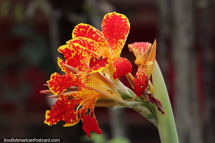 Tiro indio o arrurruz africano, flor nativa, Parque Nacional Ybycui. (720x480px). Paraguay, Sudamerica.