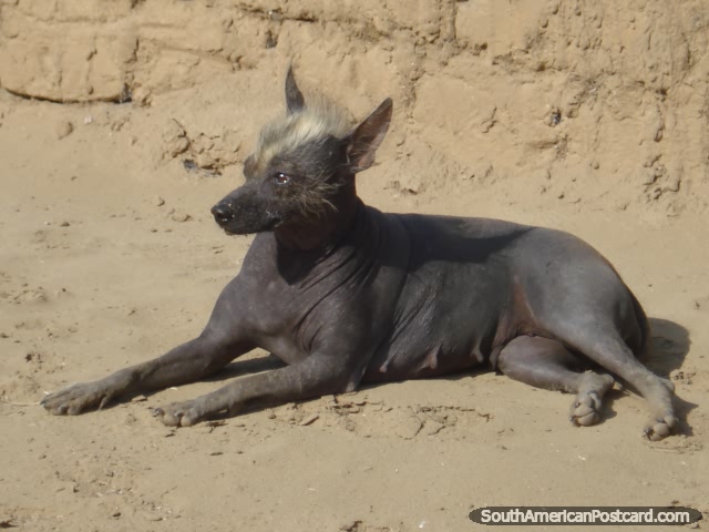 Um cão sem cabelo peruano. (640x480px). Peru, América do Sul.