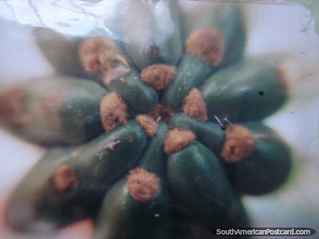 Flor del cactus de San Pedro. (640x480px). Per, Sudamerica.