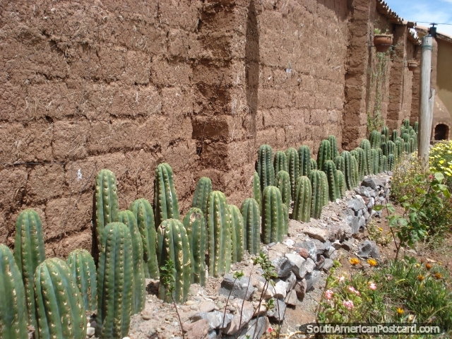Una fila de crecimiento del cactus de San Pedro. Cusco. (640x480px). Per, Sudamerica.