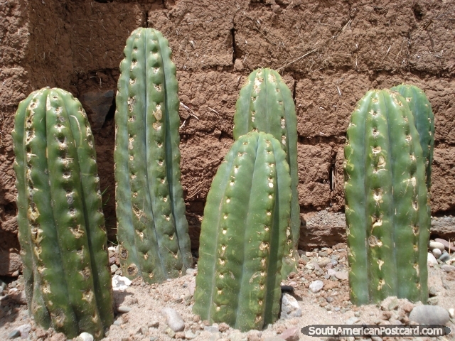 Crecimiento del cactus de San Pedro. Cusco. (640x480px). Per, Sudamerica.